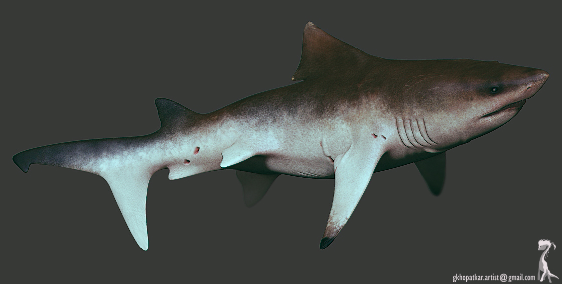 shark5.jpg