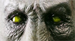 calaracian_zbc_thumb01.jpg