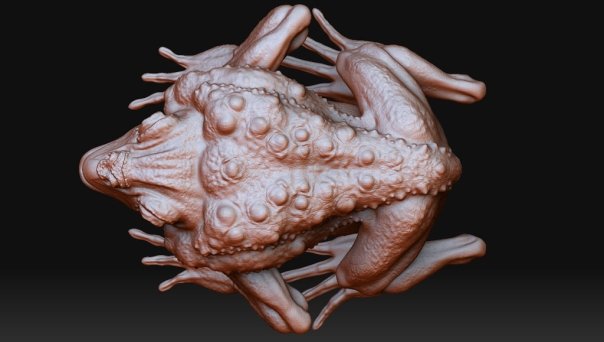 toad_02.jpg