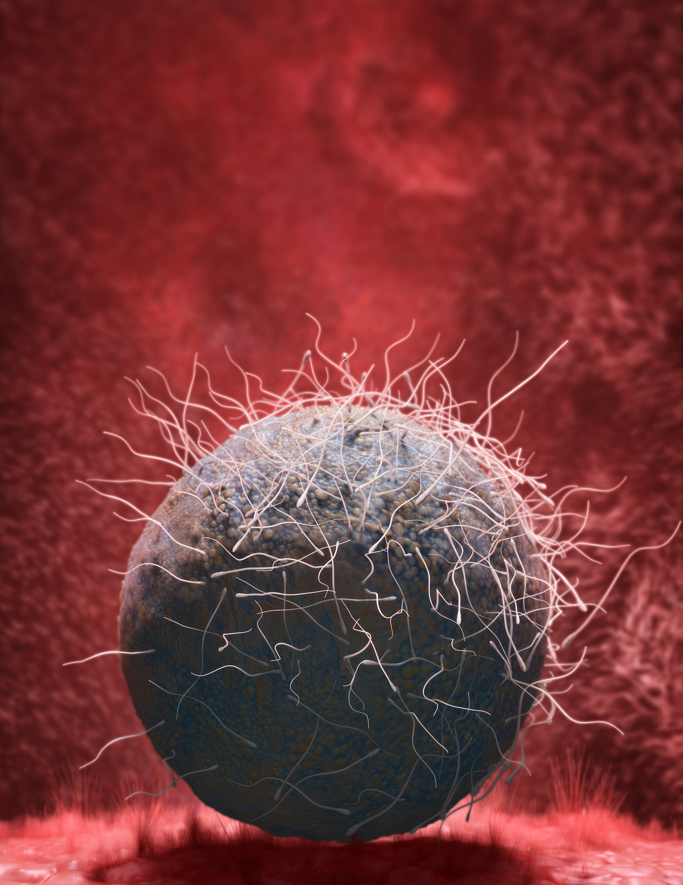 Ovum & sperm in uterus.jpg