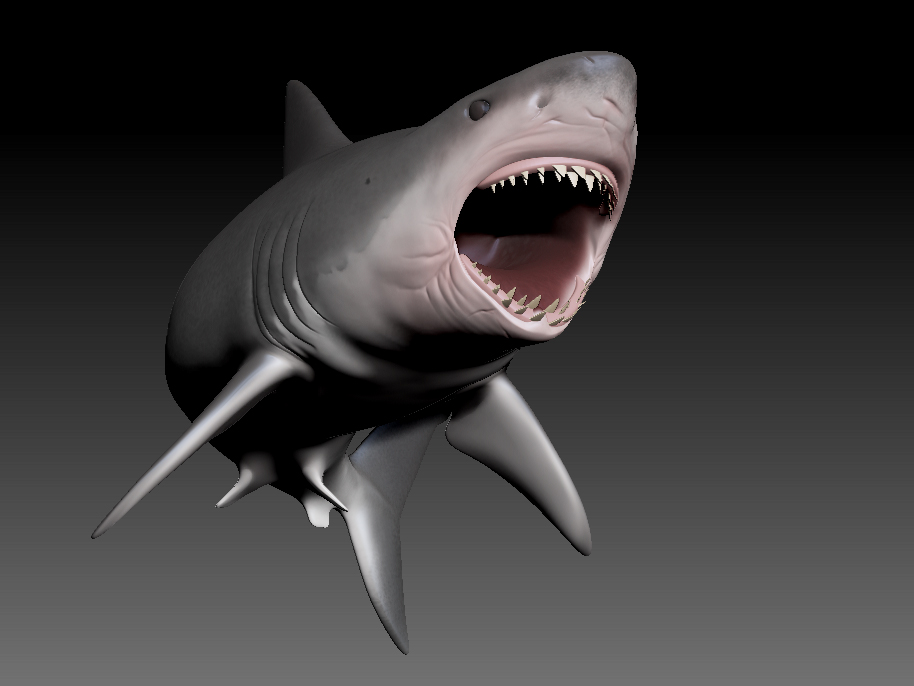 shark3.jpg