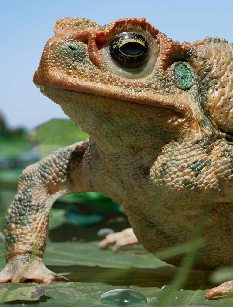 ss