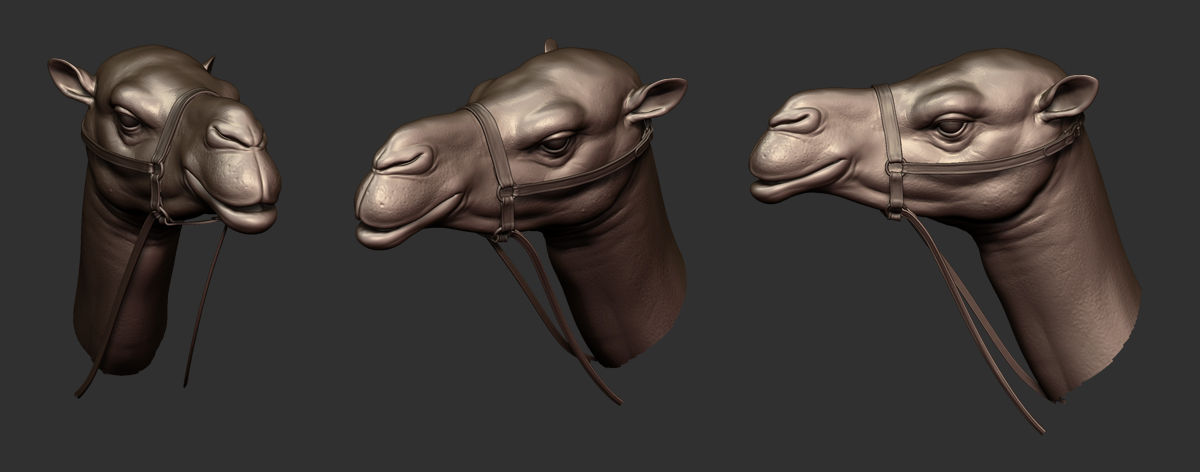 camel_face.jpg