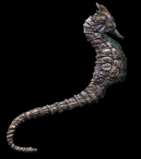 sea horse2.jpg
